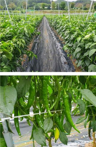 그린톡톡 오계상님의 고추 · 일상 작성글 사진