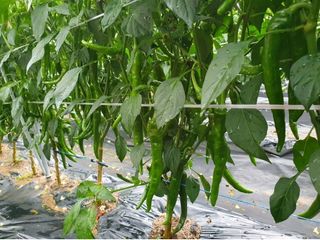 그린톡톡 오계상님의 고추 · 일상 작성글 사진