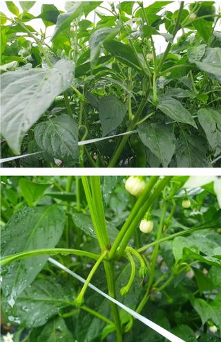 그린톡톡 오계상님의 고추 · 일상 작성글 사진