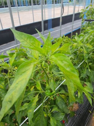 이상협님의 고추 · 병해충상담 작성글 사진