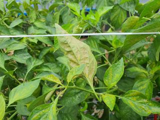 이상협님의 고추 · 병해충상담 작성글 사진