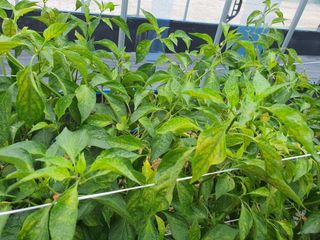 이상협님의 고추 · 병해충상담 작성글 사진