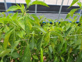 이상협님의 고추 · 병해충상담 작성글 사진