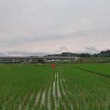 팜모닝 벼·자유게시판 게시글 이미지