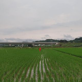 이유정님의 벼 · 자유게시판 작성글 사진