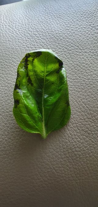 홍정옥님의 감 · 병해충상담 작성글 사진