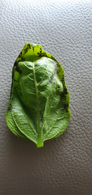 홍정옥님의 감 · 병해충상담 작성글 사진