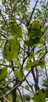 팜모닝 감·병해충상담 게시글 이미지