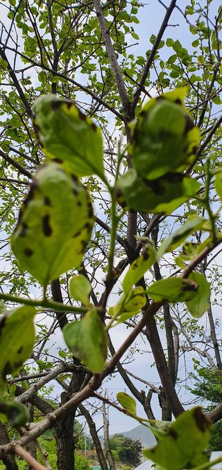 홍정옥님의 감 · 병해충상담 작성글 사진