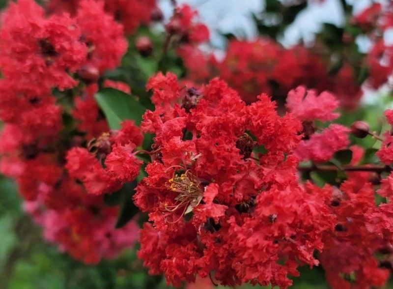 장터 상품 [다이너마이트백일홍 3년생 개화주] 썸네일