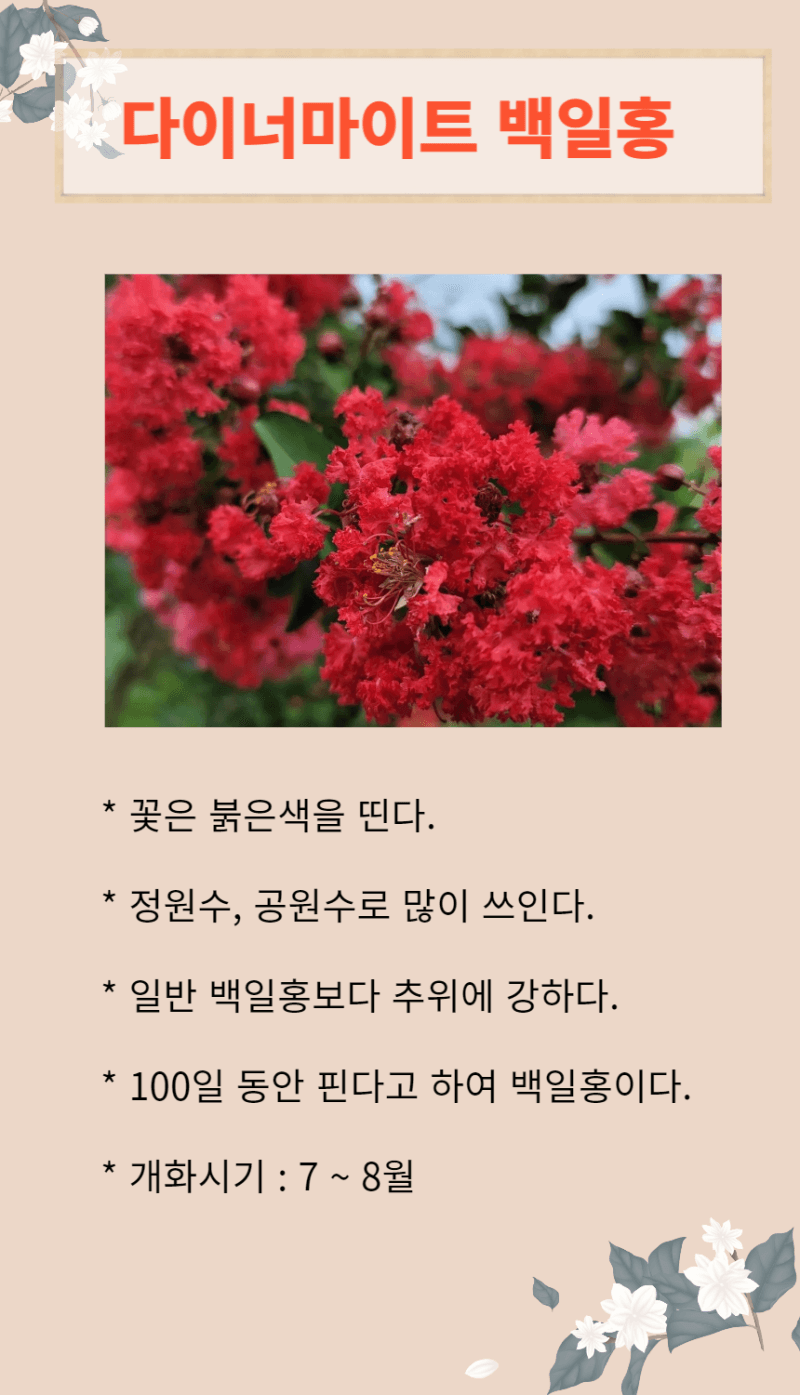 일심묘목농원님의 장터 판매 상품 [다이너마이트백일홍 3년생 개화주] 첨부 사진