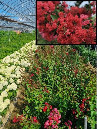 일심묘목농원님의 작성글 사진