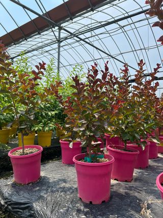 일심묘목농원님의 작성글 사진