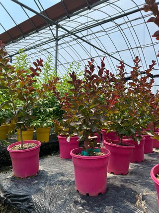 일심묘목농원님의 작성글 사진