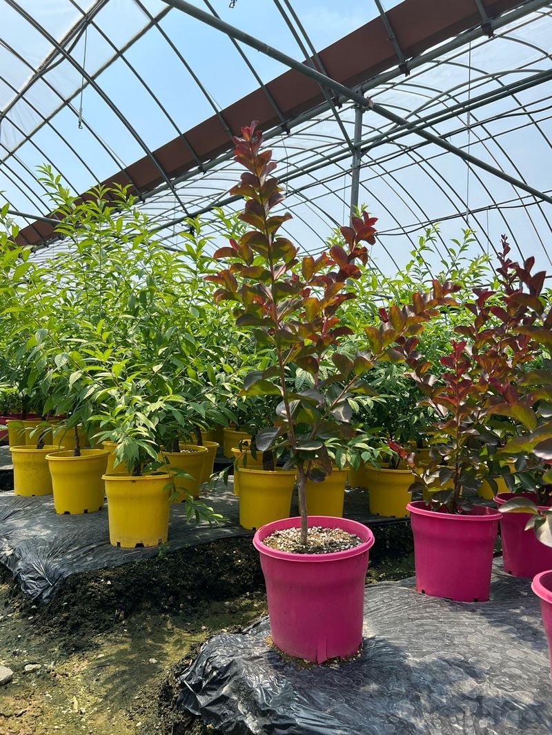 일심묘목농원님의 장터 판매 상품 [다이너마이트백일홍 3년생 개화주] 첨부 사진