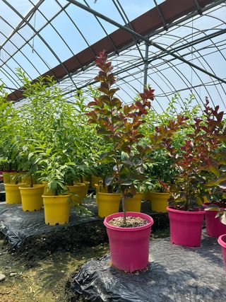 일심묘목농원님의 작성글 사진