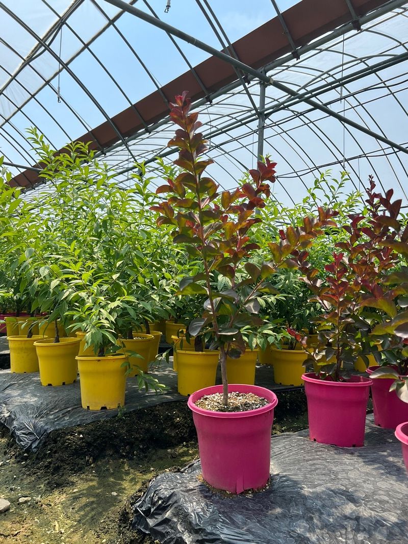 일심묘목농원님의 장터 판매 상품 [다이너마이트백일홍 3년생 개화주] 첨부 사진