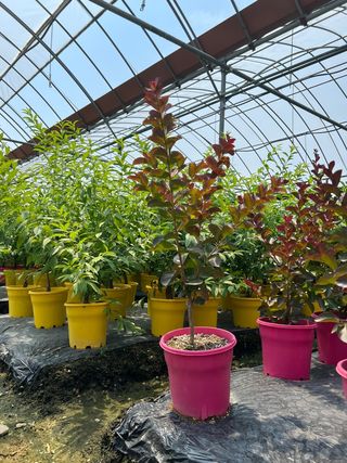 일심묘목농원님의 작성글 사진