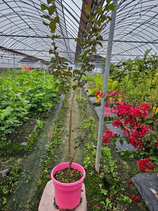 일심묘목농원님의 작성글 사진