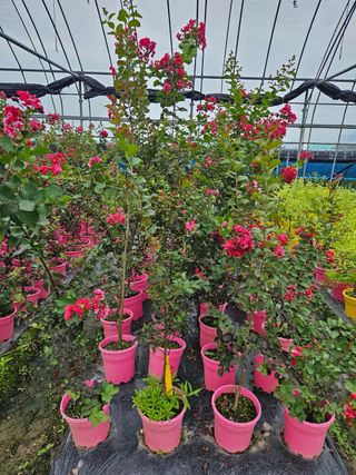 일심묘목농원님의 작성글 사진