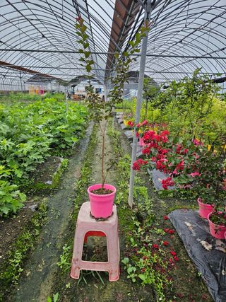 일심묘목농원님의 작성글 사진