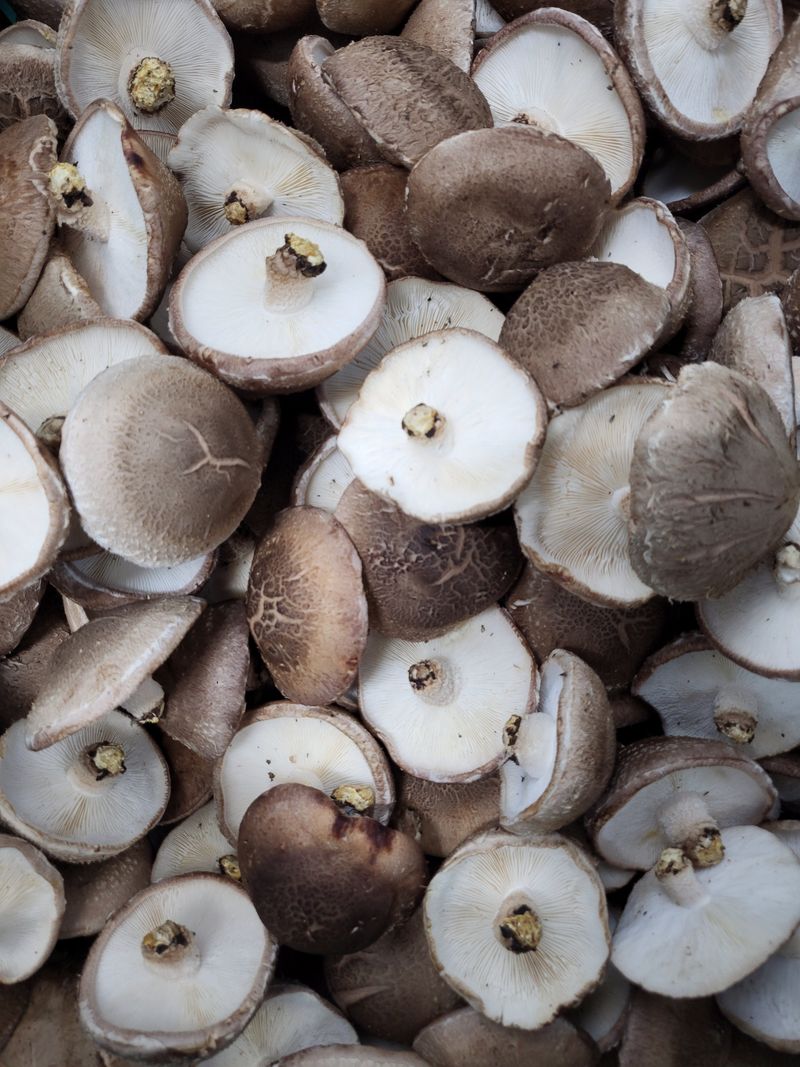 포동포동표고버섯농장님의 장터 판매 상품 [못난이파지1kg] 첨부 사진