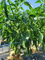 팜모닝 고추·일상 게시글 이미지