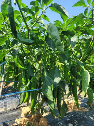 양금님의 고추 · 일상 작성글 사진