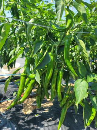 양금님의 고추 · 일상 작성글 사진