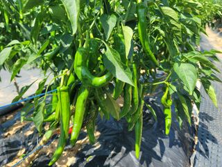 양금님의 고추 · 일상 작성글 사진