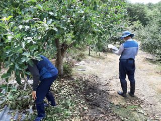 강성민님의 사과 · 영농일지 작성글 사진