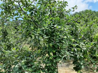 강성민님의 사과 · 영농일지 작성글 사진