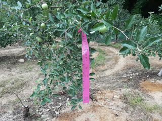 강성민님의 사과 · 영농일지 작성글 사진