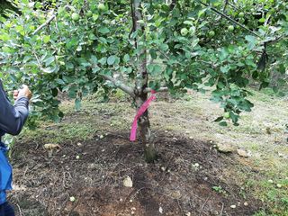 강성민님의 사과 · 영농일지 작성글 사진