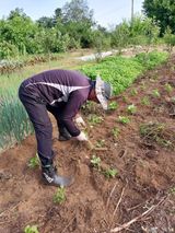 팜모닝 두릅·영농일지 게시글 이미지