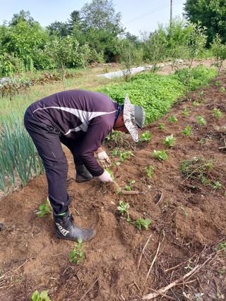 여기환님의 두릅 · 영농일지 작성글 사진