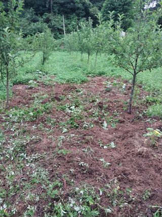 여기환님의 두릅 · 영농일지 작성글 사진