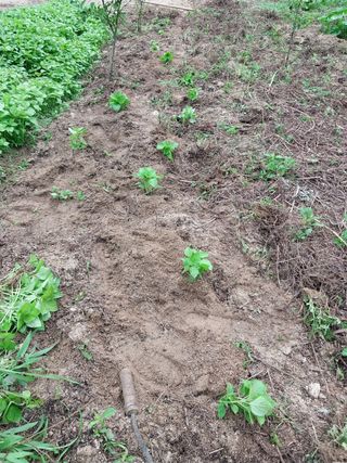 여기환님의 두릅 · 영농일지 작성글 사진