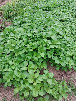 여기환님의 두릅 · 영농일지 작성글 사진