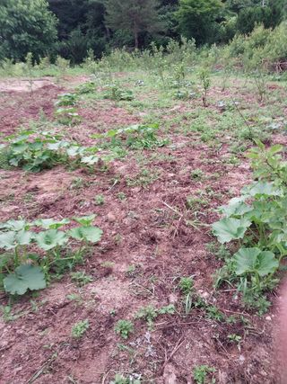 여기환님의 두릅 · 영농일지 작성글 사진