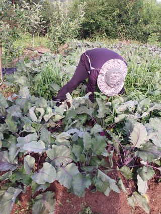 여기환님의 두릅 · 영농일지 작성글 사진