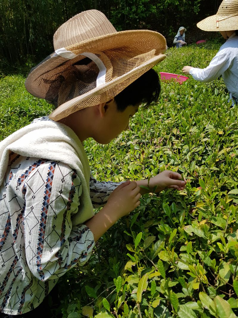 장터 상품 [잎녹차 20g] 썸네일