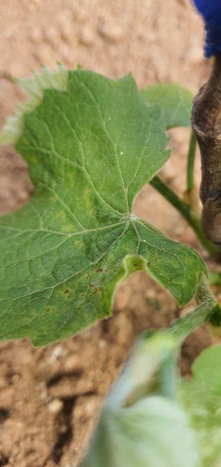 ♡ 예린농원 농장님의 포도 · 병해충상담 작성글 사진