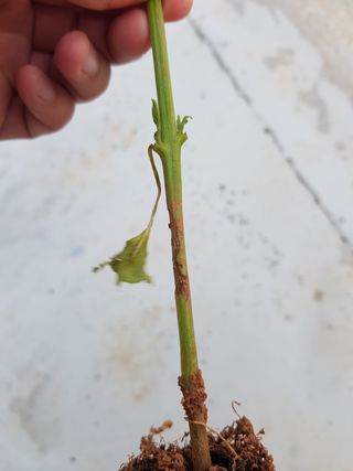 하찐리주님의 기타작물 · 병해충상담 작성글 사진