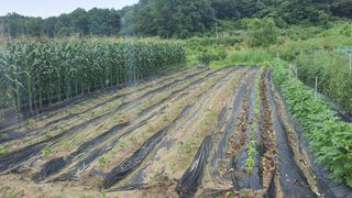 이춘기님의 콩 · 영농일지 작성글 사진