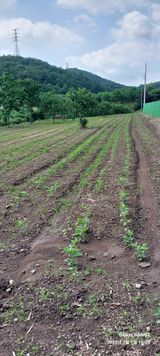 팜모닝 콩·영농일지 게시글 이미지