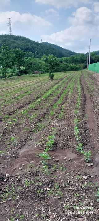 임성택님의 콩 · 영농일지 작성글 사진