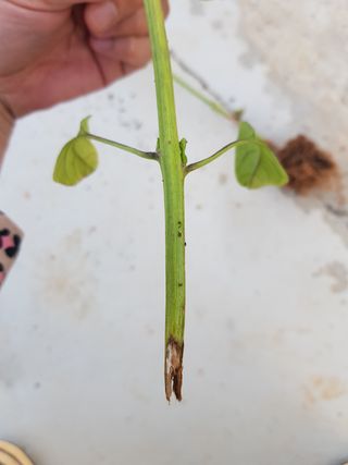 하찐리주님의 기타작물 · 병해충상담 작성글 사진