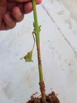 팜모닝 기타작물·병해충상담 게시글 이미지