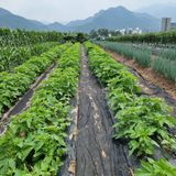 팜모닝 참깨·영농일지 게시글 이미지